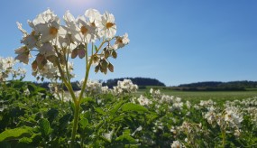 Agrardieselantrag 2019 formular