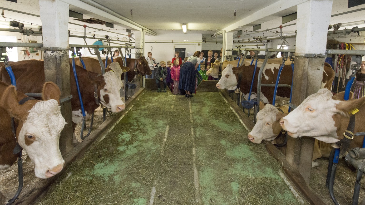 Anbindehaltung Beim Milchvieh Bayerischer Bauernverband