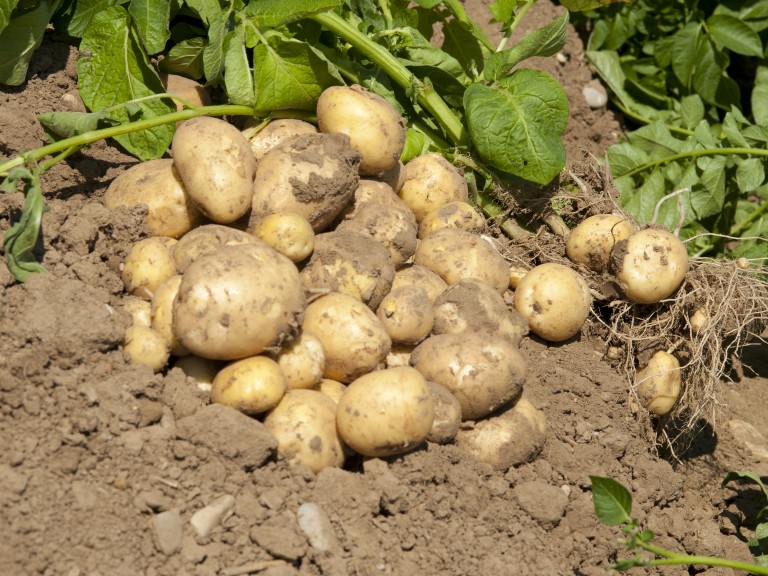Kartoffeln in der Erde
