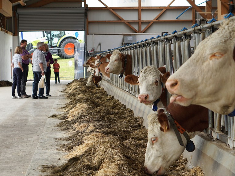 Die Besucher bestaunen die Kühe in ihrem Stall