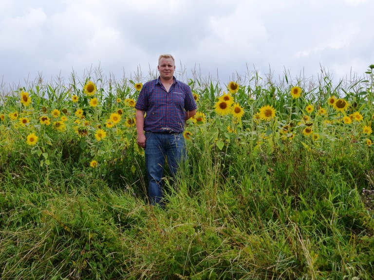 Landwirth mit Sonnenblumenfeld 