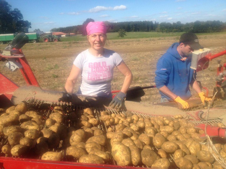 kreisbäuerin Anita Painhofer bei der diesjährigen Kartoffelernte 2018