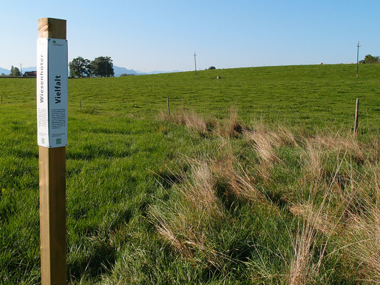 Altgrasstreifen auf dem Spitalhof bei Kempten im Allgäu