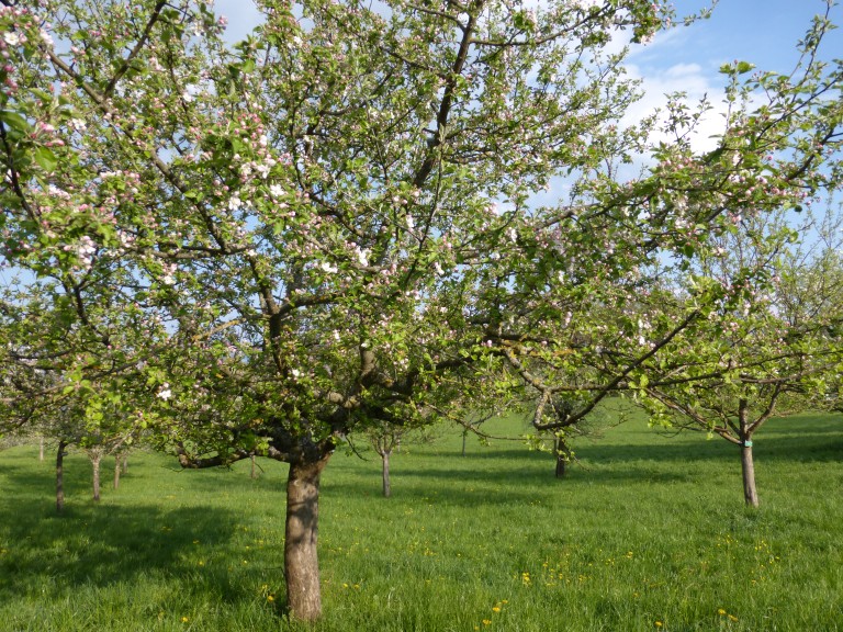 Streuobstpflege Und Anlage Von Agroforstsystemen über KULAP Förderfähig ...