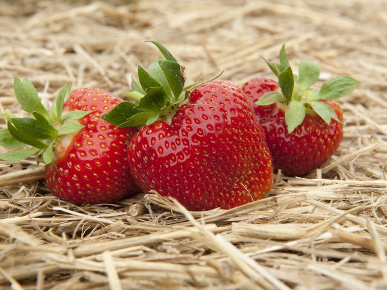 Erdbeeren auf dem Feld auf Stroh.