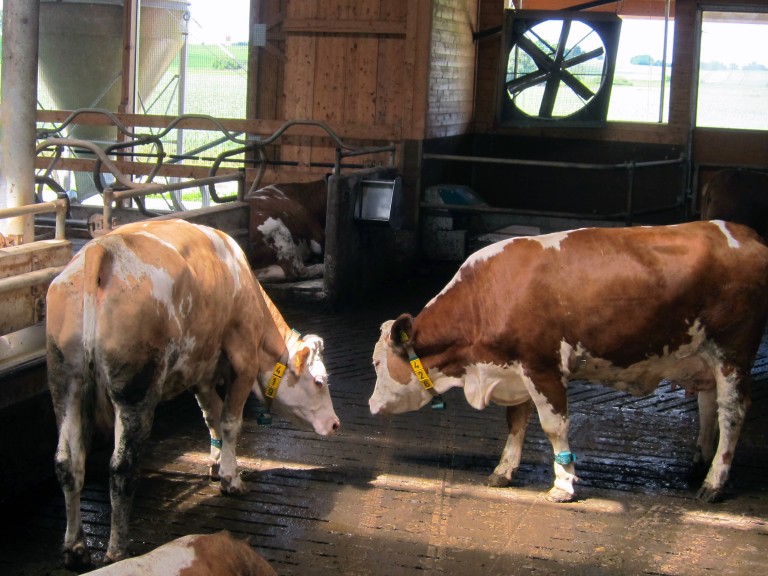 zwei Fleckvieh-Kühe im Laufstall