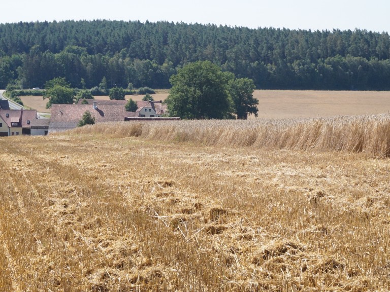 Getreidefeld bei der Ernte