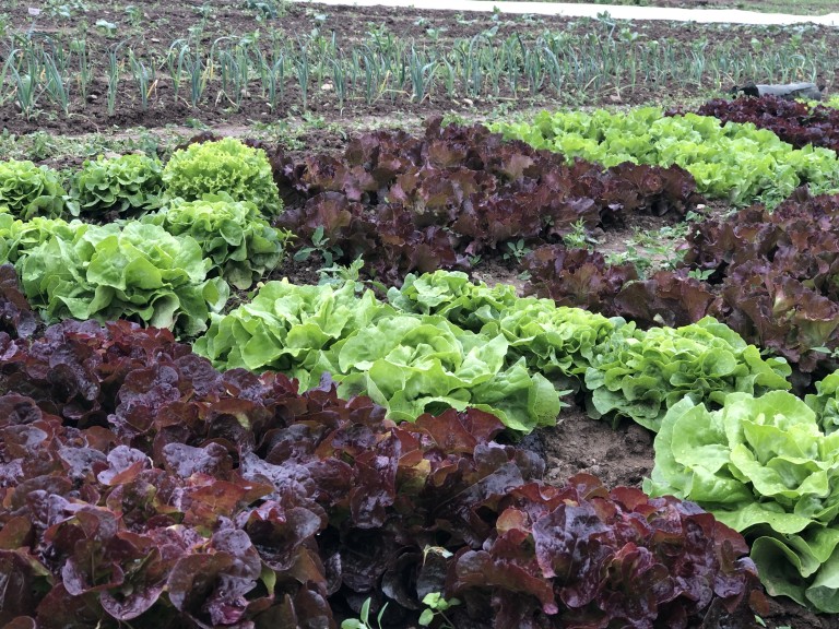 Salatpflanzen auf einem Gemüsefeld im Landkreis Cham