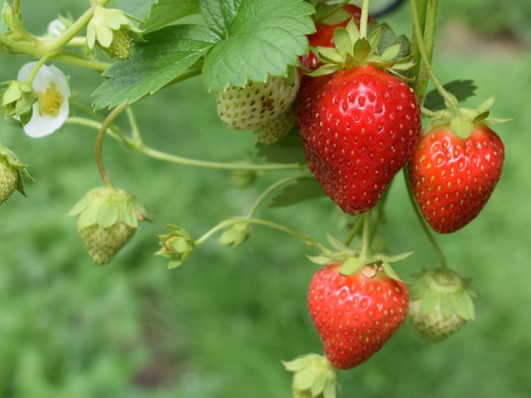 Erdbeeren