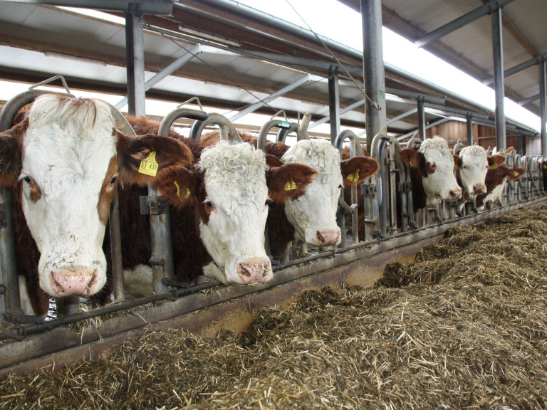 Mehrere Braun-weiße Milchkühe in einem Bayerischen Betrieb im Stall