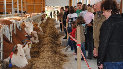 Zuschauer beobachten die neugierigen Rindvieher