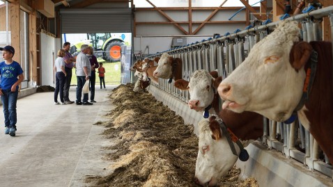Die Besucher bestaunen die Kühe in ihrem Stall