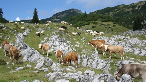 Blick auf das Estergebirge mit weidenden Kühen