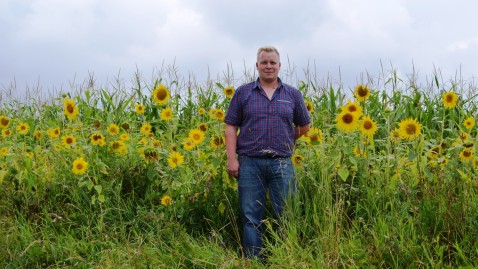 Landwirth mit Sonnenblumenfeld 