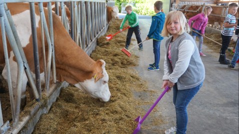Kinder helfen bei der Stallarbeit beim Einfüttern der Kühe. 