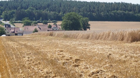 Getreidefeld bei der Ernte