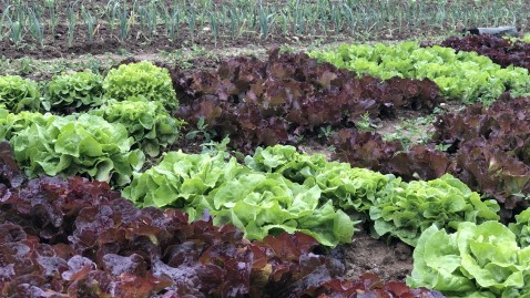 Salatpflanzen auf einem Gemüsefeld im Landkreis Cham