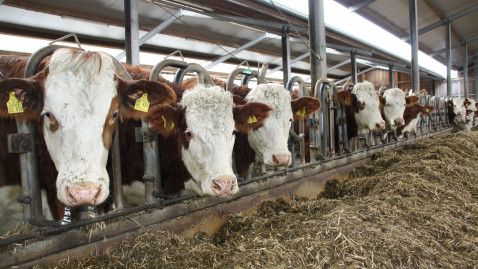 Mehrere Braun-weiße Milchkühe in einem Bayerischen Betrieb im Stall