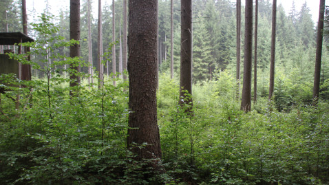 Blick in einen Wald