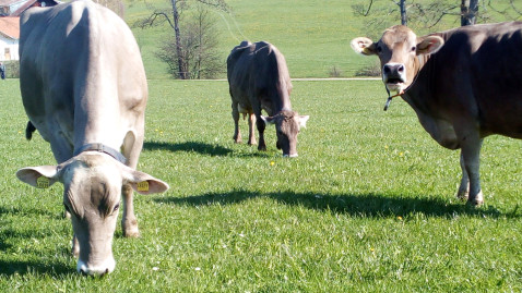 Rinder auf grüner Wiese