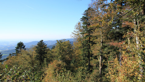 Bayerischer Wald am Berg im Herbst