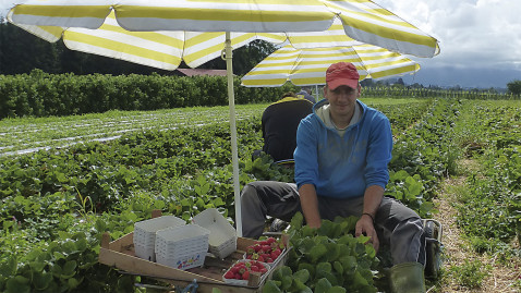 Saisonarbeiter bei der Ernte auf einem Erdbeerfeld