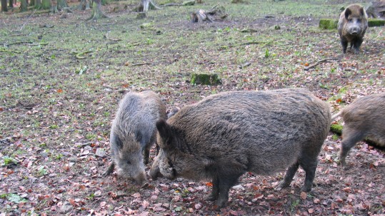 Wildschweine im Wald