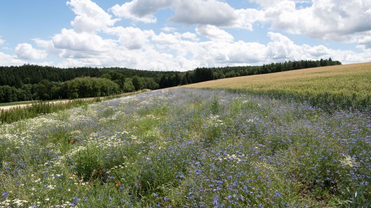 Blühstreifen