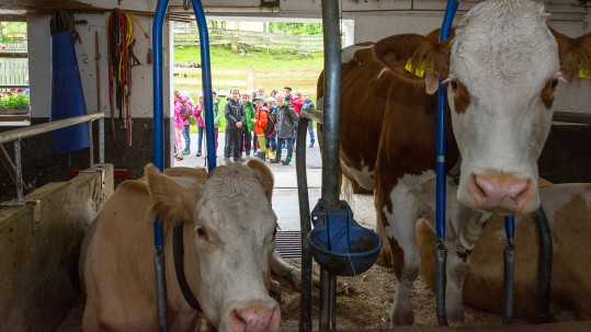 Kühe in einem Stall