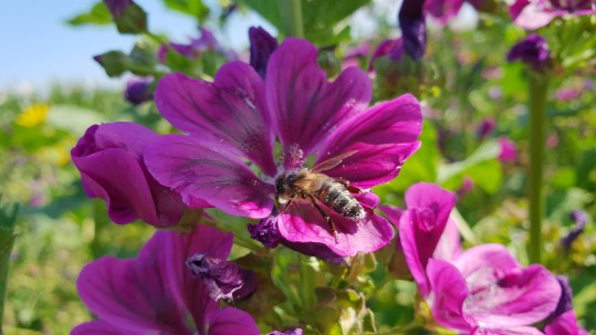 Blühstreifen für Wildbienen