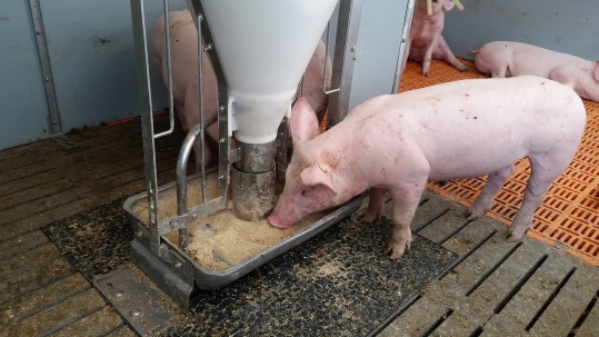Schweine fressen am Futterautomat Schrot