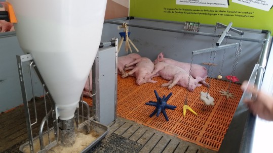 Schweinemobil mit Spielzeug für Tiere