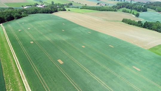 Feldlerchenfenster auf einem Feld in Niederbayern