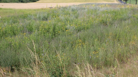 Buntbrache mit vielen verschiedenen Wildblumen, Gräsern und Kräutern