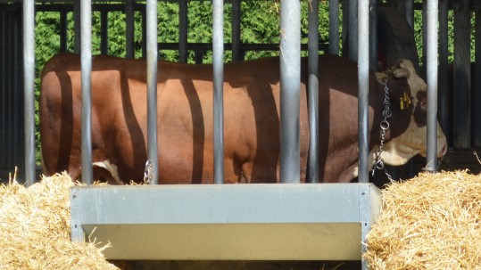 Stier Raldi aus Schöffau