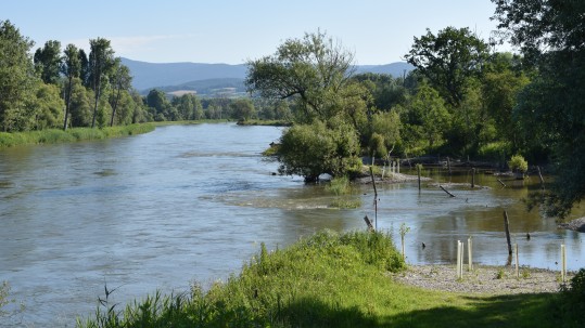 Isar im Isarmündungsgebiet 