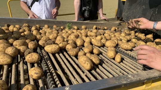 Kartoffel auf dem Förderband des Kartoffelroders. 