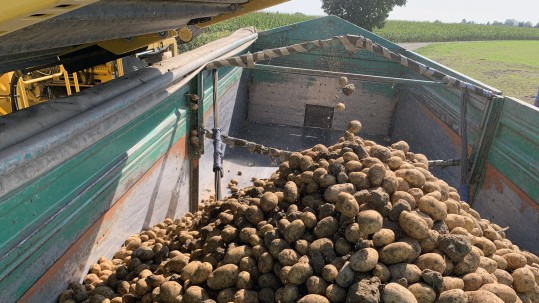 Die Kartoffelernte hat begonnen. 