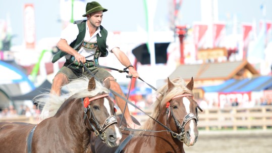 Ein Reiter steht auf dem Rücken zweier Pferde. 