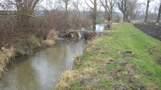 Biberschäden-Fessenheim