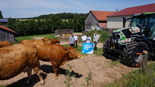 Kühe und Motivtraktor