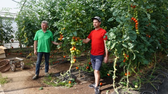 Gewächshaus mit Tomaten