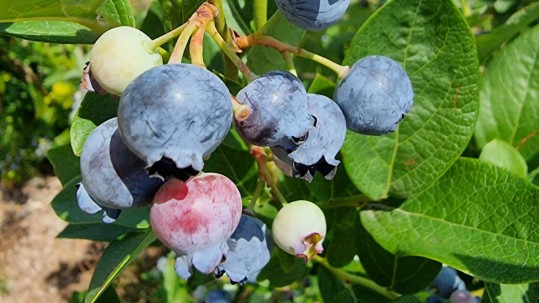 Heidelbeeren