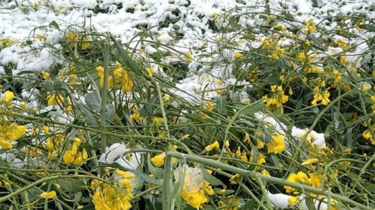 Schnee und Frost im April hatten gerade im Raps und im Obstbau teilweise große Schäden verursacht. 