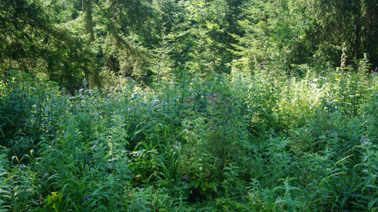 Mit Unkraut und Buschwerk geht es los, am Ende steht der Wald: Ohne Beweidung degradieren Almwiesen und verkommen auch Wanderwege