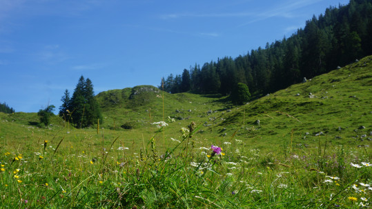 Artenvielfalt durch Beweidung auf einer Wiese der Mordauer Alm 