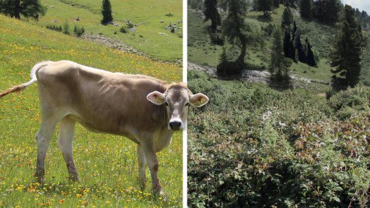 Braunvieh auf artenreicher Alpwiese - Ohne Kombihaltung bald Geschichte